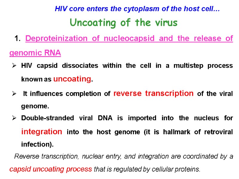 HIV core enters the cytoplasm of the host cell… Uncoating of the virus 1.